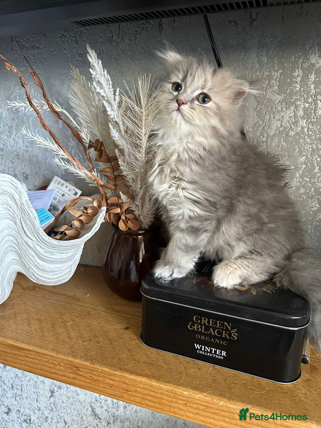 Scottish Fold cats for sale: Scottish Fold Long Hair Kittens/ 2 female 2 boy - Image 15