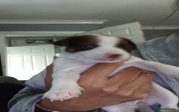 Patterjack dogs for sale: Patterjack/jackrussel - Image 9