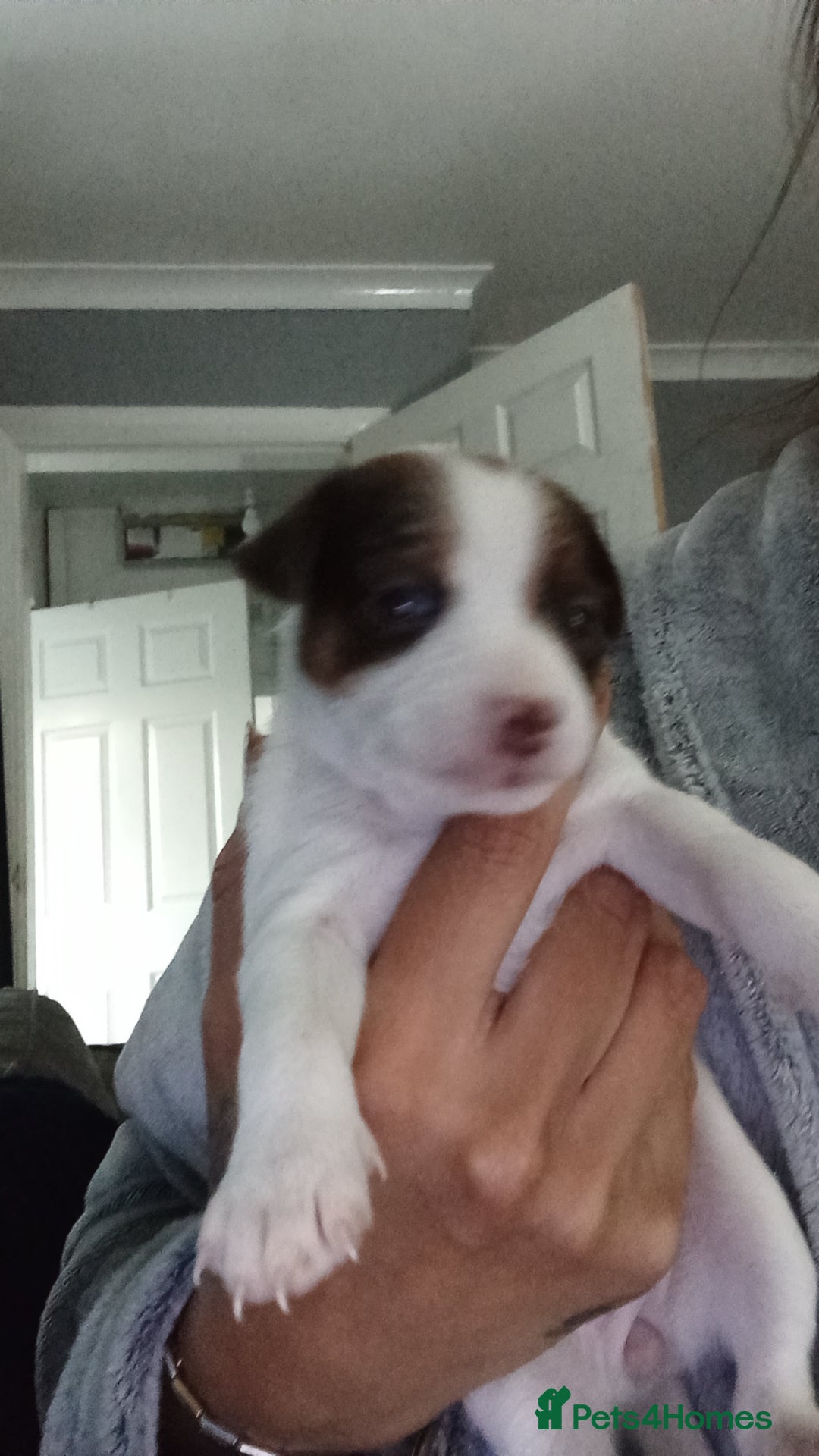 Patterjack dogs for sale: Patterjack/jackrussel - Image 9