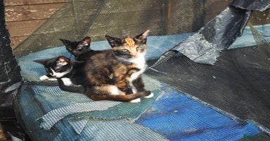 Mixed Breed cats - Advert 8