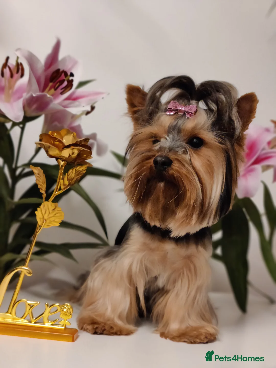 Yorkshire Terrier dogs for stud: Pedigree Yorkshire terrier for STUD only in Hull - Advert 18