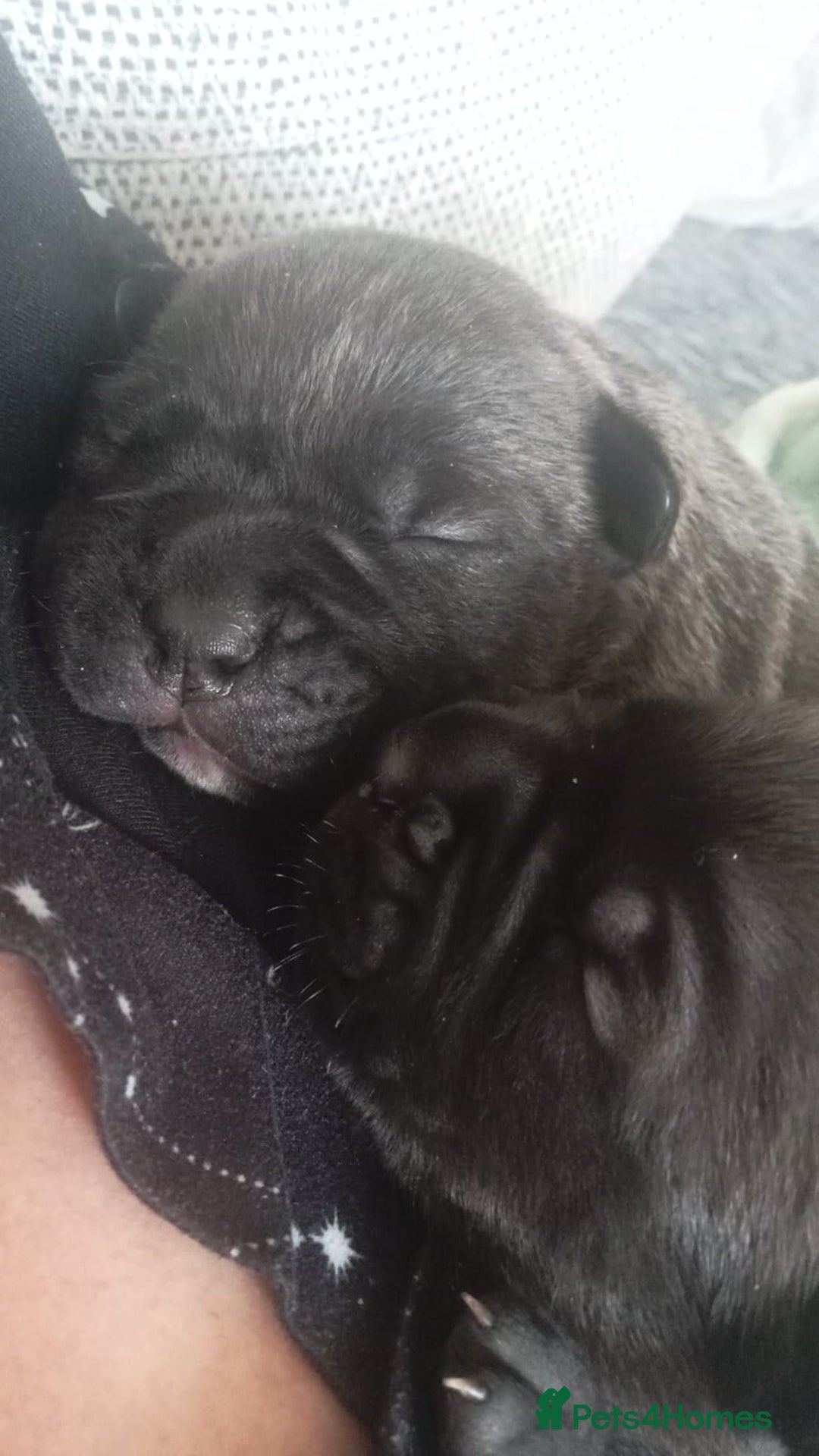 Mixed Breed dogs for sale: American pocket Corso - Image 6