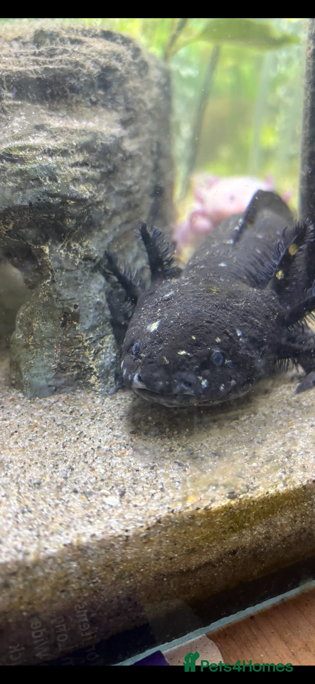 Axolotl reptiles for sale: Axolotyls for sale  - Advert 3