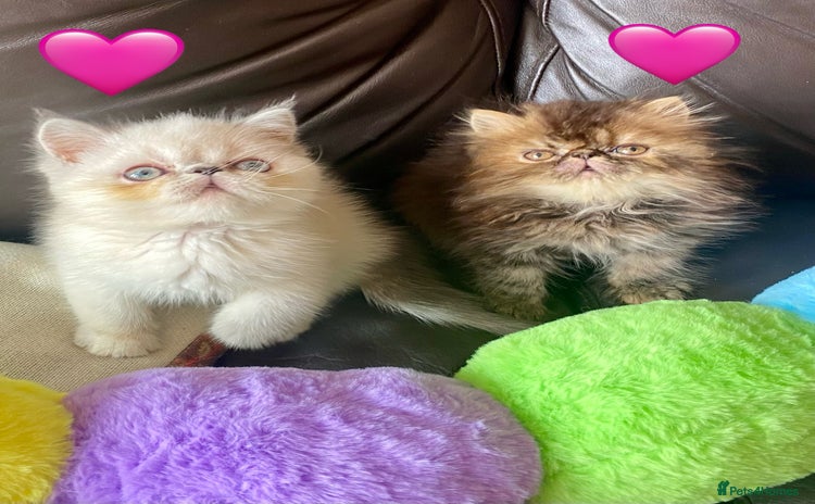 Persian cats - Advert 1
