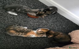 British Shorthair cats for sale: 🐱Four  Sisters Looking for Their Forever Homes!  - Image 14