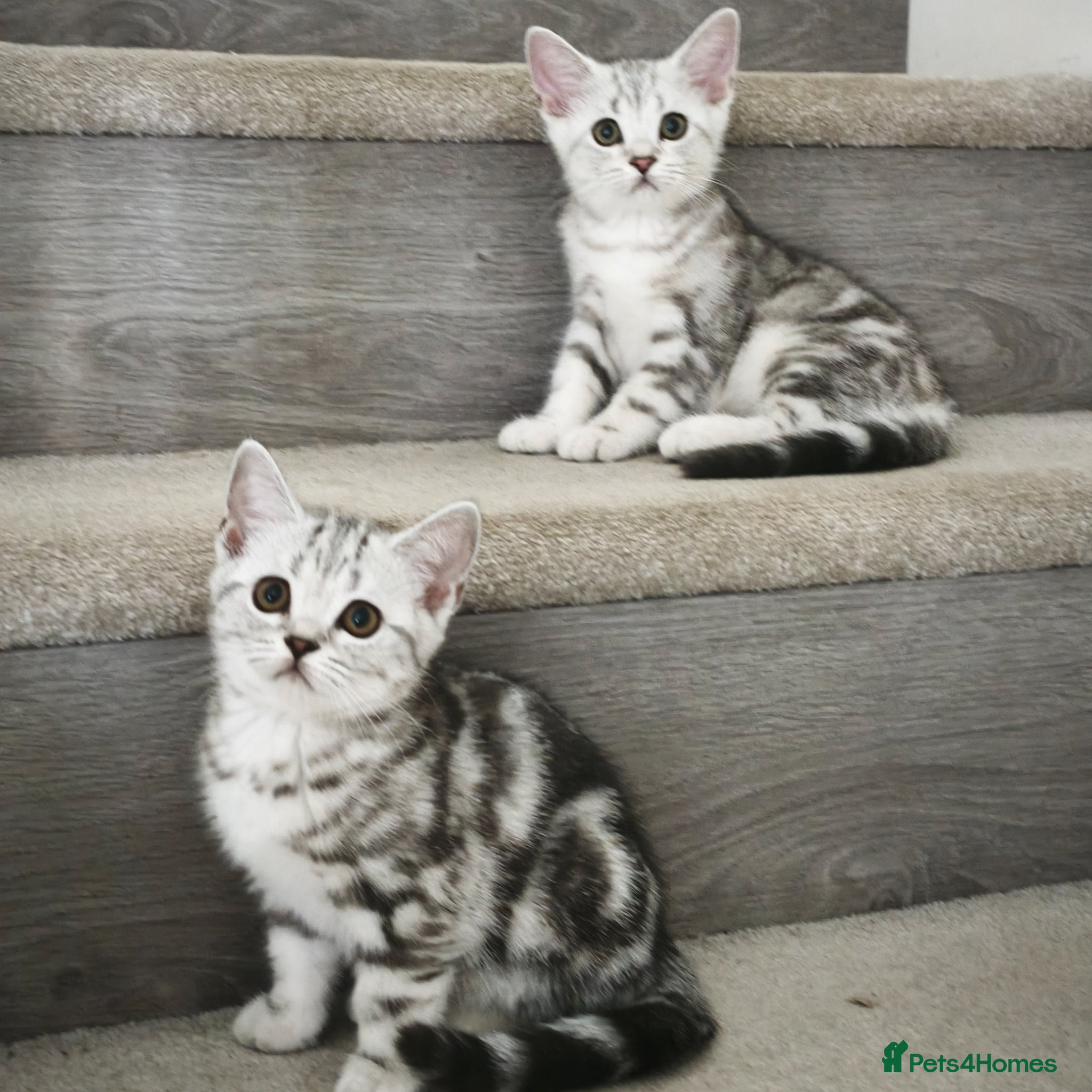 Scottish Fold cats Only 2 Beautiful Scottish Straight Kittens Left! - Advert 2