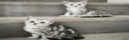 Scottish Fold cats for sale: Last Scottish Straight Silver Tabby Boy Available - Advert 14