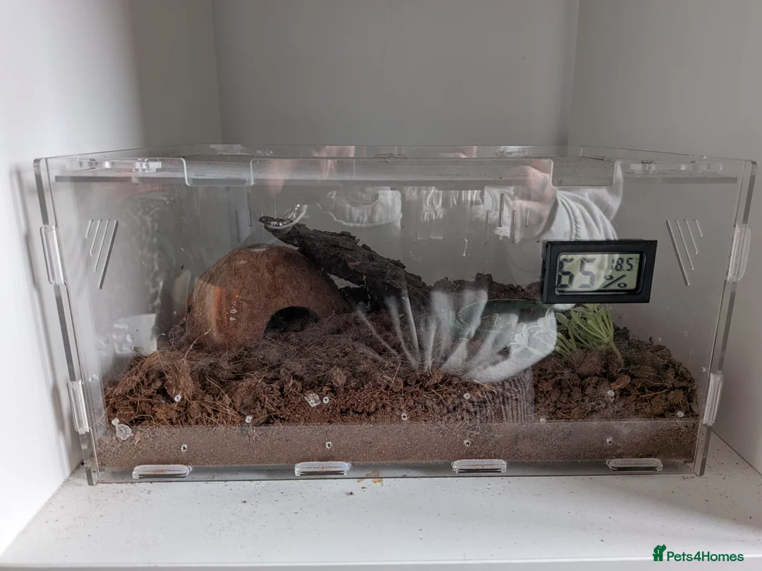 Tarantulas invertebrates for sale: Tarantulas for sale - Advert 2