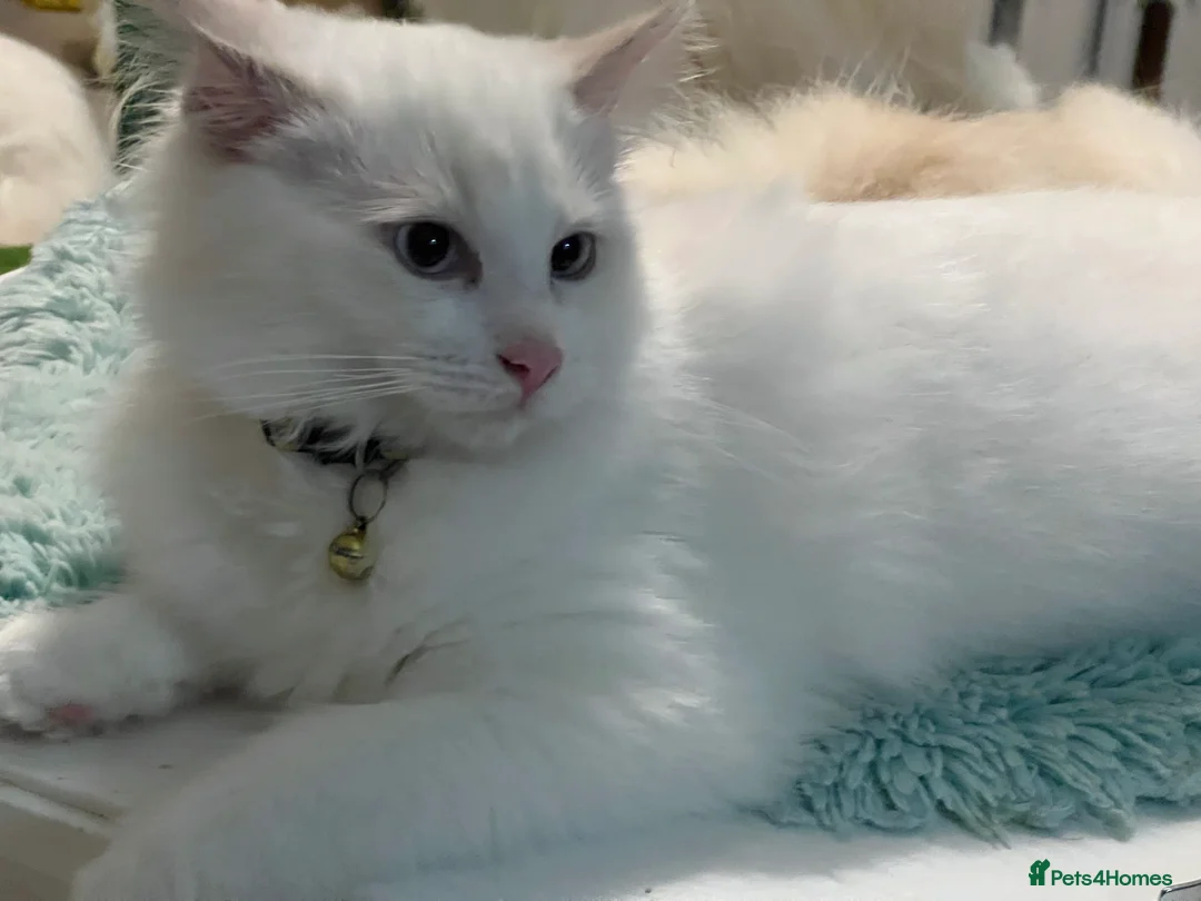 Ragdoll cats for sale: Blue Tortie Lynx kittens pure ragdolls - Advert 5