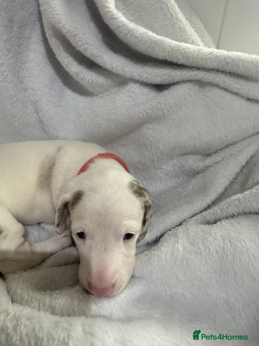 Dachshund dogs for sale: 4 dachshund puppies all females - Advert 3