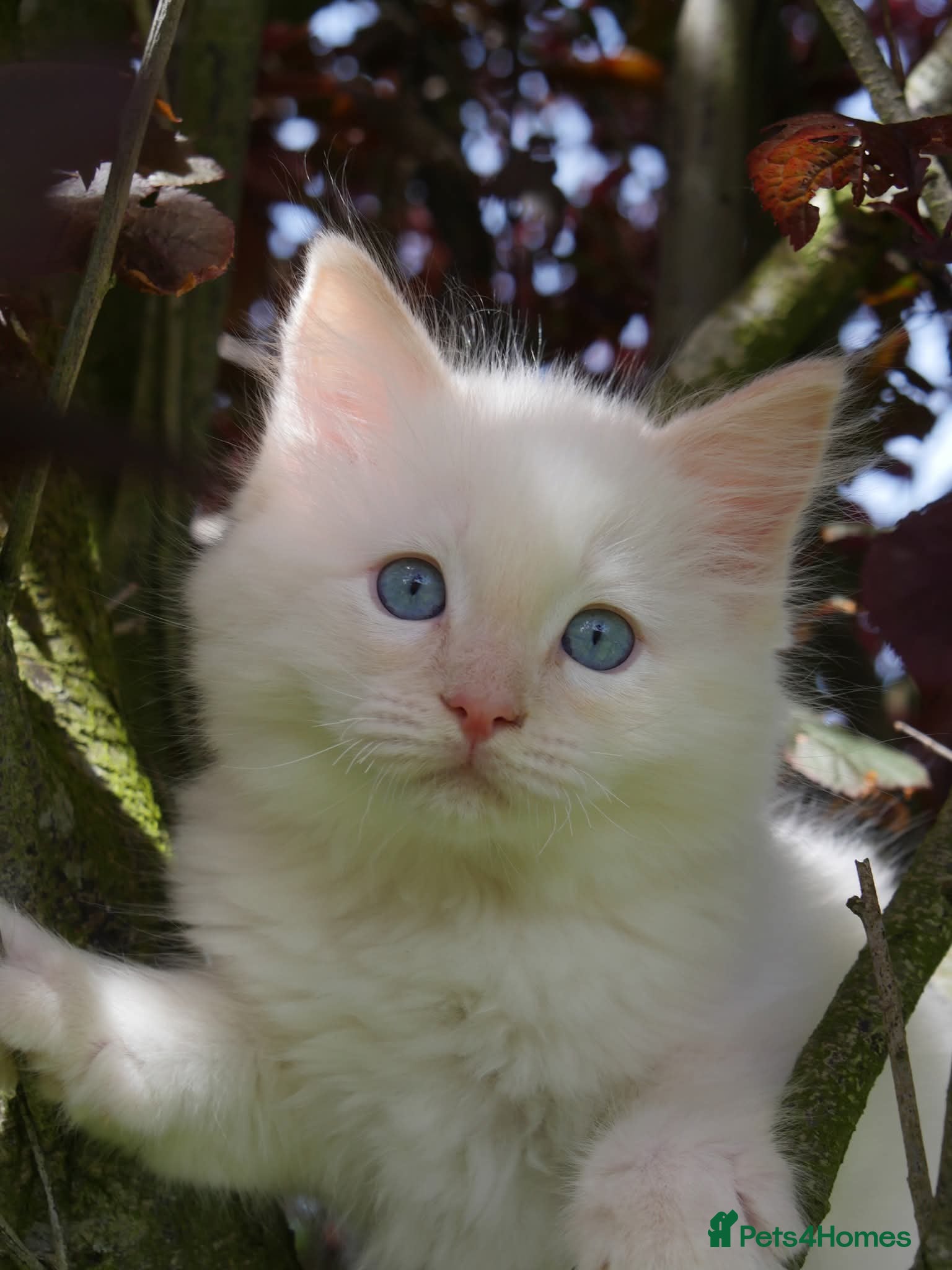 Ragdoll cats for sale: Beautiful ragdolls are looking for a forever home  - Advert 22