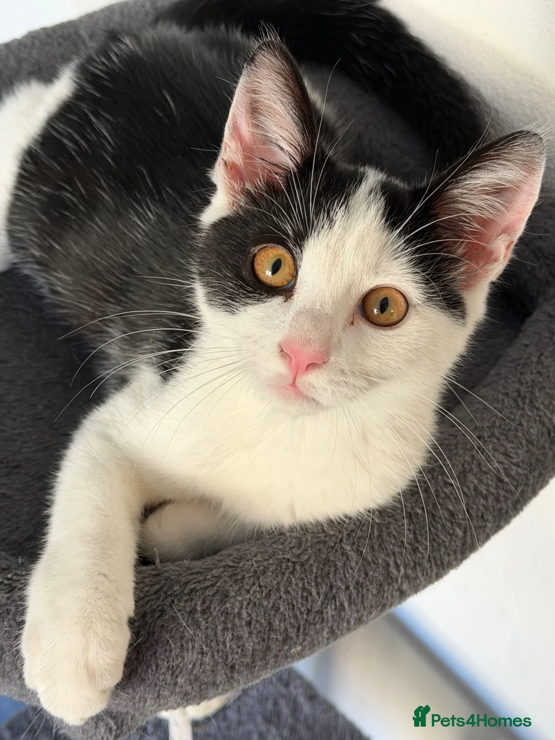British Shorthair cats for sale: 12 Week Old Handsome kitten in Thame - Advert 2