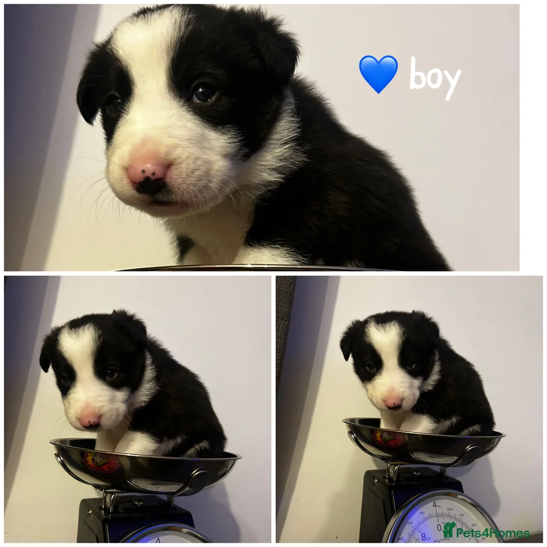 Border Collie dogs for sale: 1 little girl left  - Advert 7