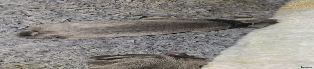 Staffordshire Bull Terrier Puppy 4