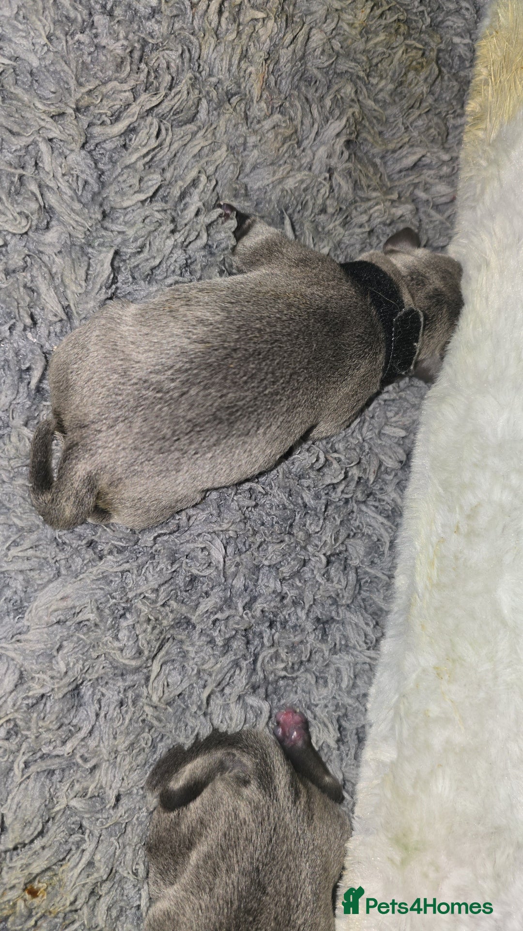 Staffordshire Bull Terrier dogs for sale: Puppies - Image 3