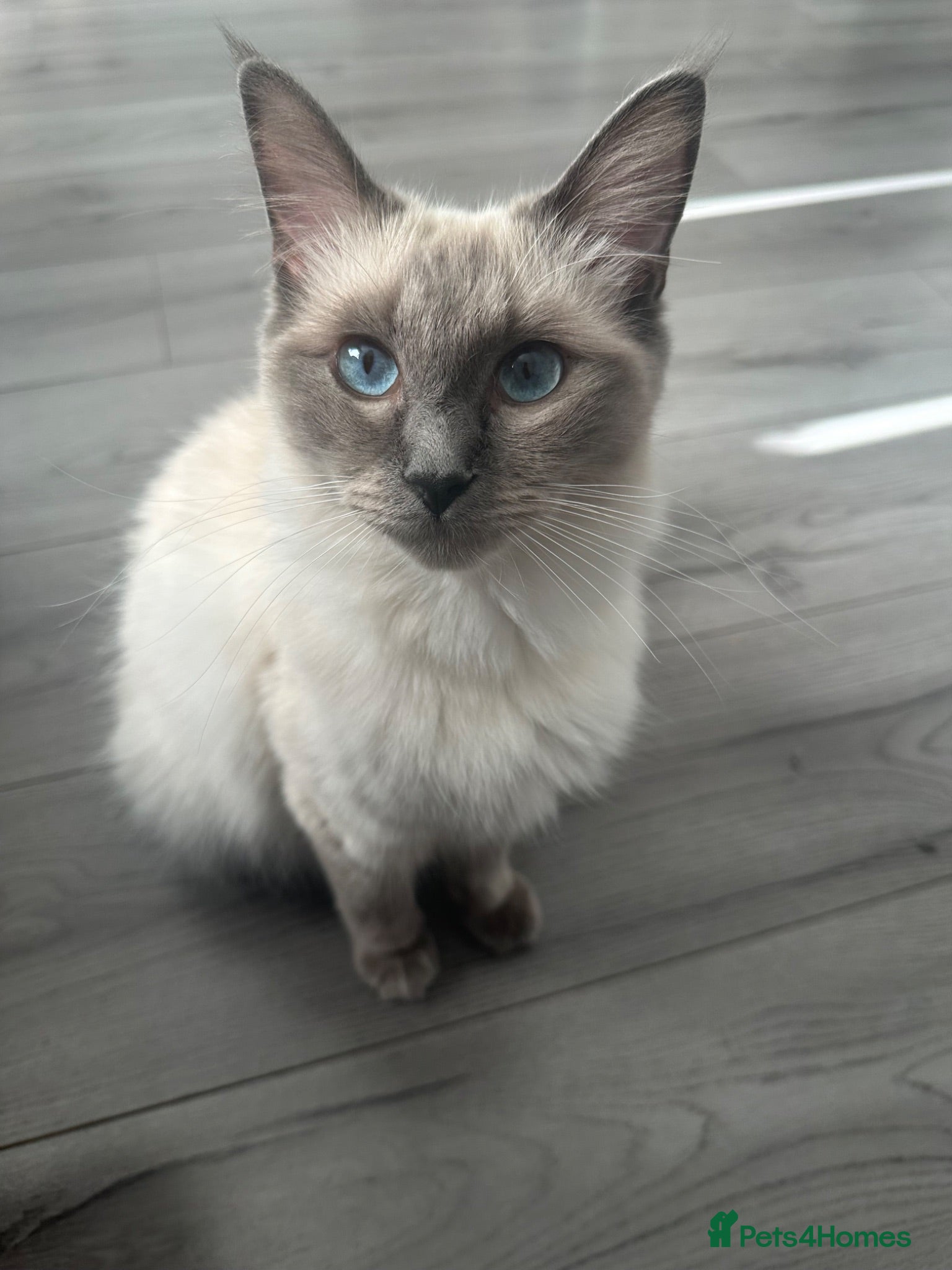 Ragdoll cats Ragdoll cross Norwegian forest - Advert 1