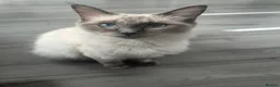 Ragdoll cats for sale: Ragdoll cross Norwegian forest - Advert 1
