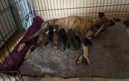 Whippet dogs for sale: KC Registered Whippet Puppies - Image 16