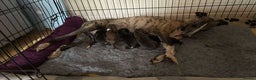 Whippet dogs for sale: READY TO LEAVE KC Registered Whippets - Advert 17