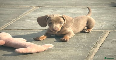 Miniature Dachshund dogs - Advert 16
