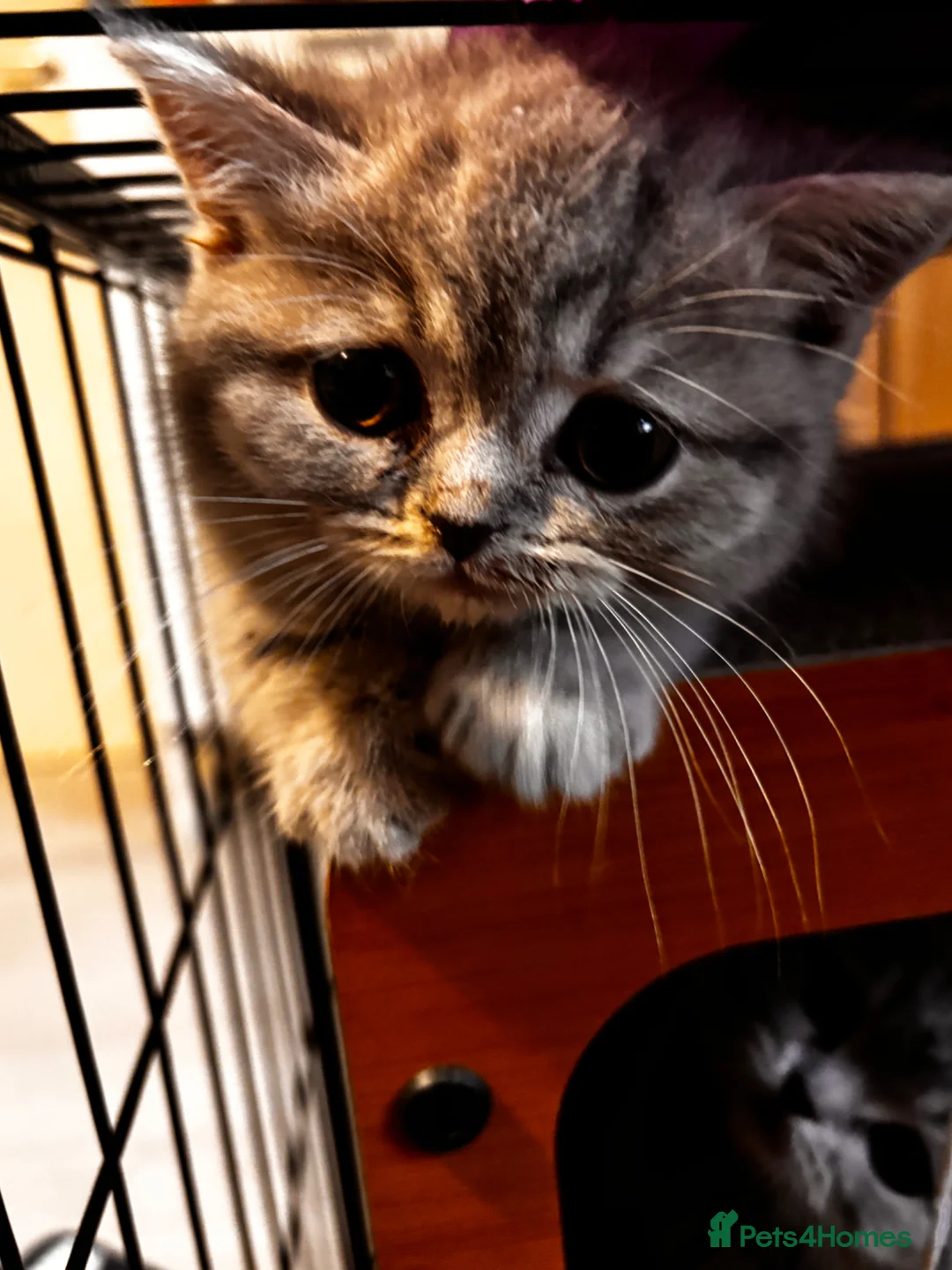 British Shorthair cats for sale: Last boy left Blue tabby’s British shorthair  - Advert 2
