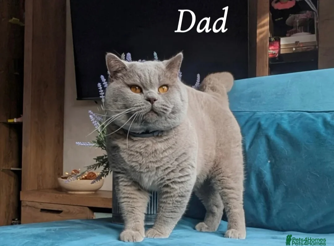 British Shorthair cats for sale: 👑 High Quality GCCF registered BSH kittens 👑 - Advert 2