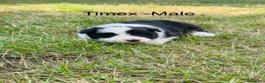 Timex