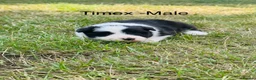 Border Collie dogs for sale: KC Registered Border Collie Puppies For Sale - Advert 3