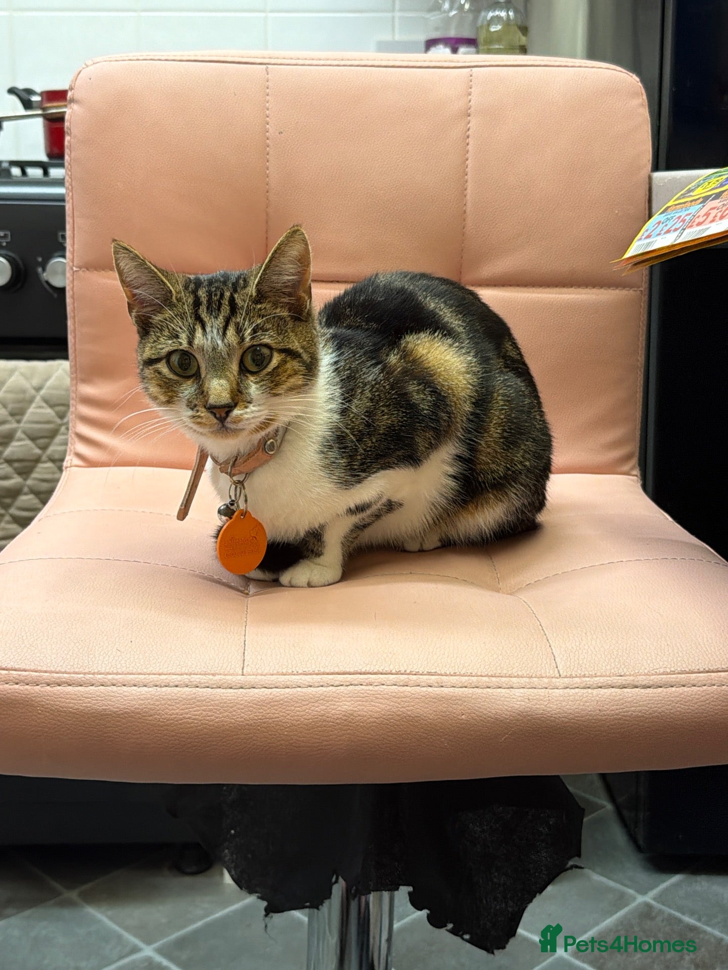Domestic Shorthair cats for sale: Beautiful 18-Week-Old Kitten Looking for His home - Advert 5