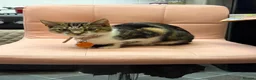 Domestic Shorthair cats for sale: Beautiful 18-Week-Old Kitten Looking for His home in Bolton - Advert 1
