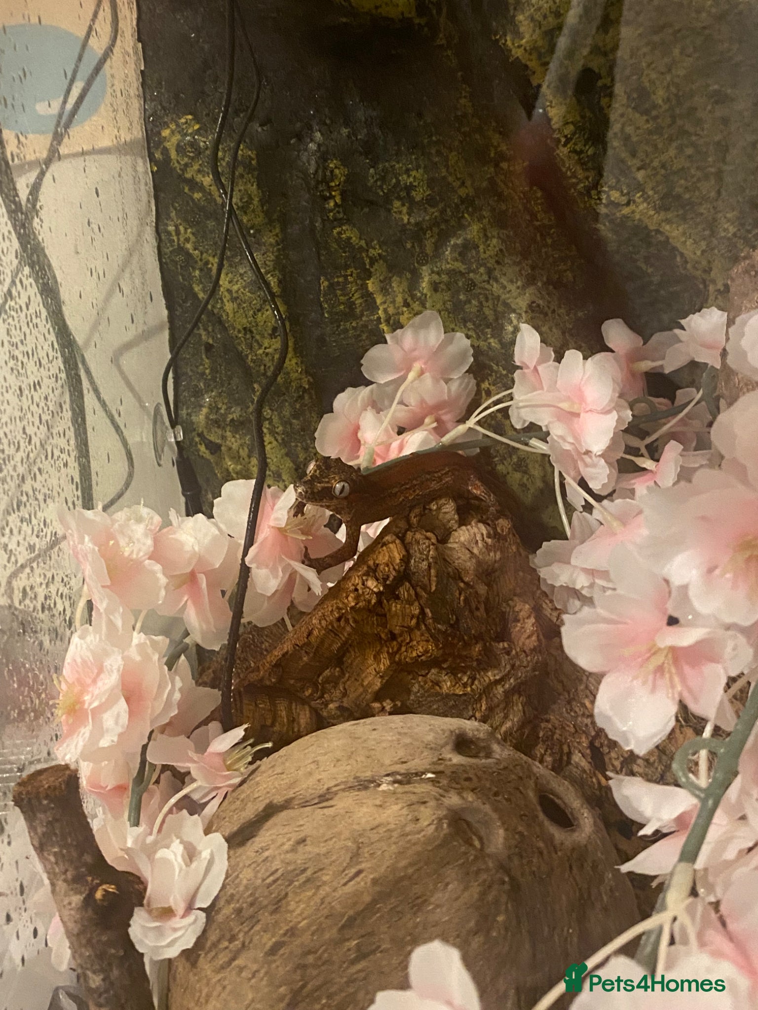 Gecko reptiles Beautiful Gargoyle Gecko with Full Bio setup - Advert 9