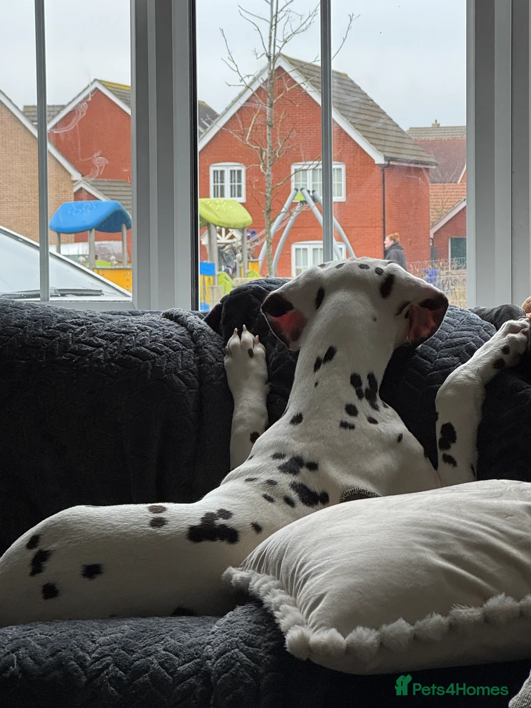 Dalmatian dogs for sale: Loving home needed.  - Advert 3