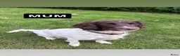 English Springer Spaniel dogs for sale: Liver and White English Springer Spaniel Puppies in Perth - Advert 19