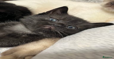 Ragdoll cats URGENT Ragdoll kittens x1 LAST ONE! 🫶🏽 - Advert 3