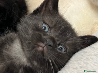 Ragdoll cats URGENT Ragdoll kittens x1 Last one 🫶🏽 - Advert 18