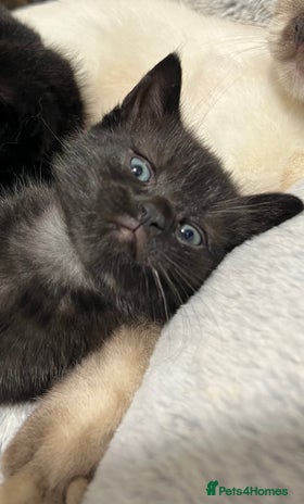 Ragdoll cats URGENT Ragdoll kittens x1 Last one 🫶🏽 - Advert 6