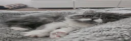 Persian cats for sale: Stuning Persian Girls - Advert 37