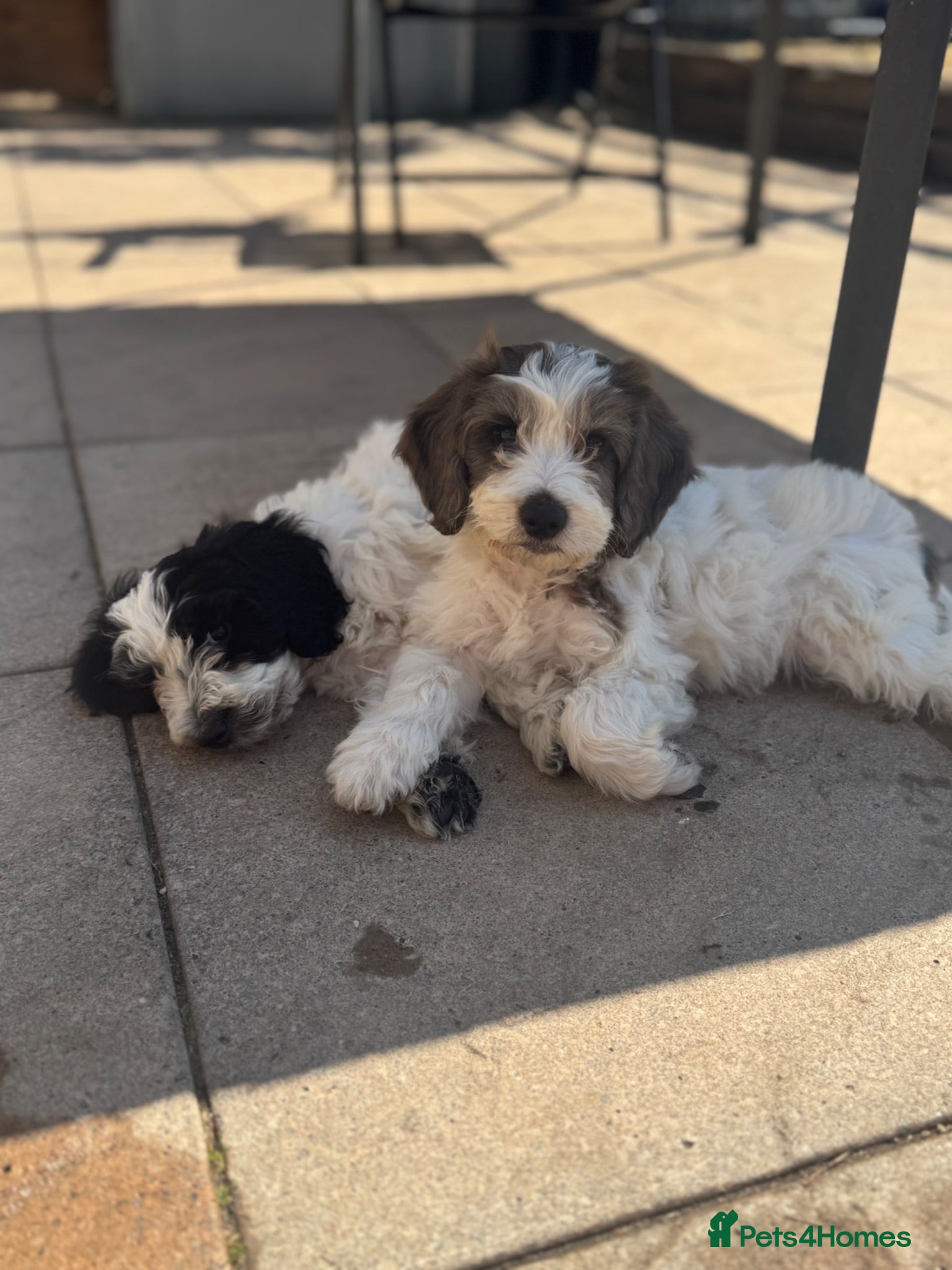 Cockapoo dogs 3x beautiful F1 cockapoo puppies  - Advert 18