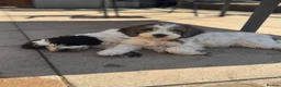Cockapoo dogs for sale: 2 beautiful F1 cockapoo puppies  - Advert 2