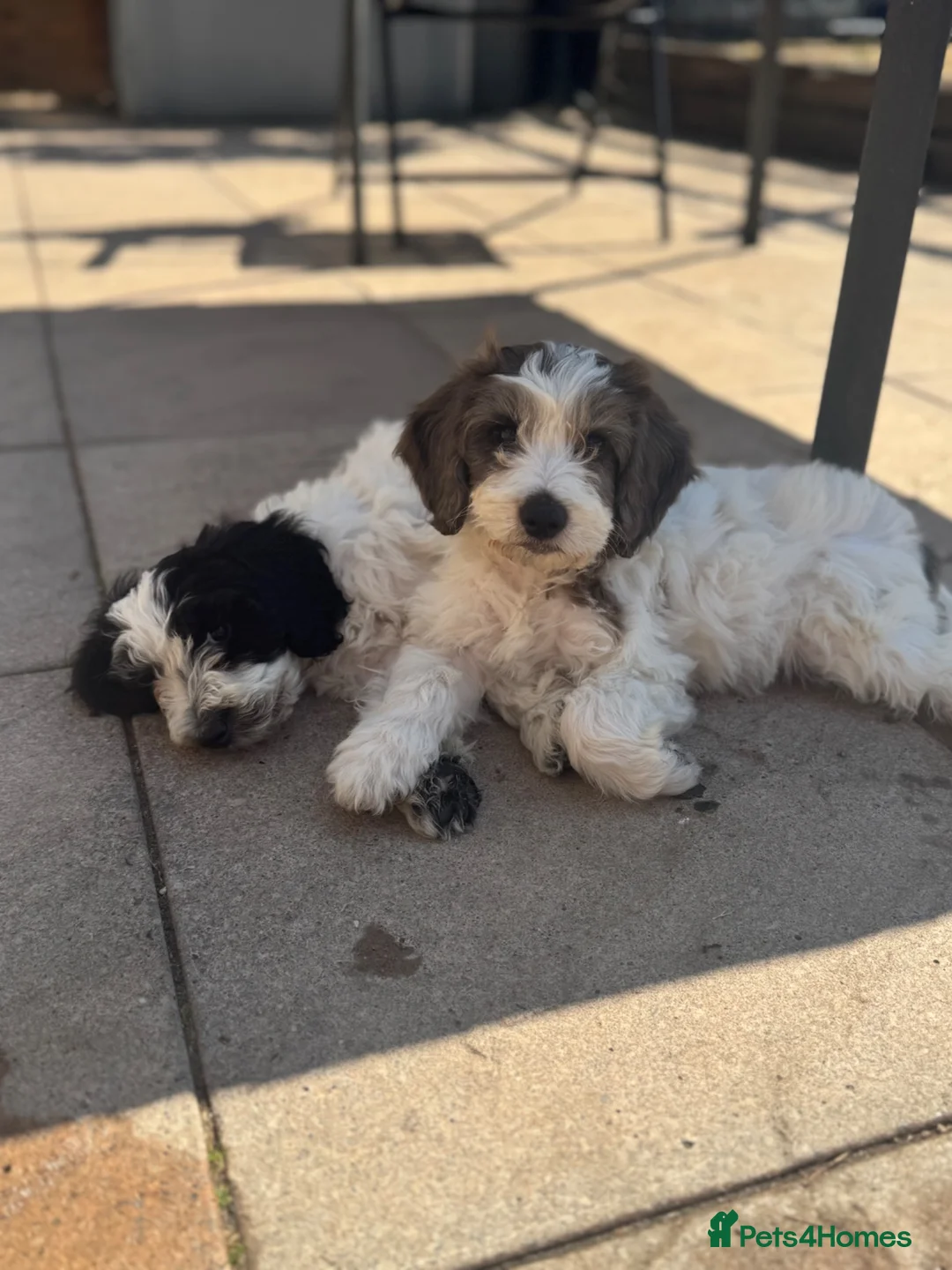 Cockapoo dogs for sale: 2 beautiful F1 cockapoo puppies  - Advert 2