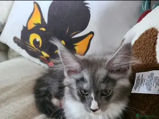 Maine Coon cats Maine coon kittens - Advert 8