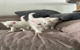 British Shorthair cats for sale: White SHD Kittens for sale - Image 4