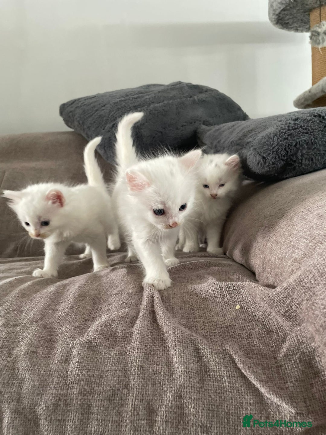 British Shorthair cats for sale: White SHD Kittens for sale - Image 4
