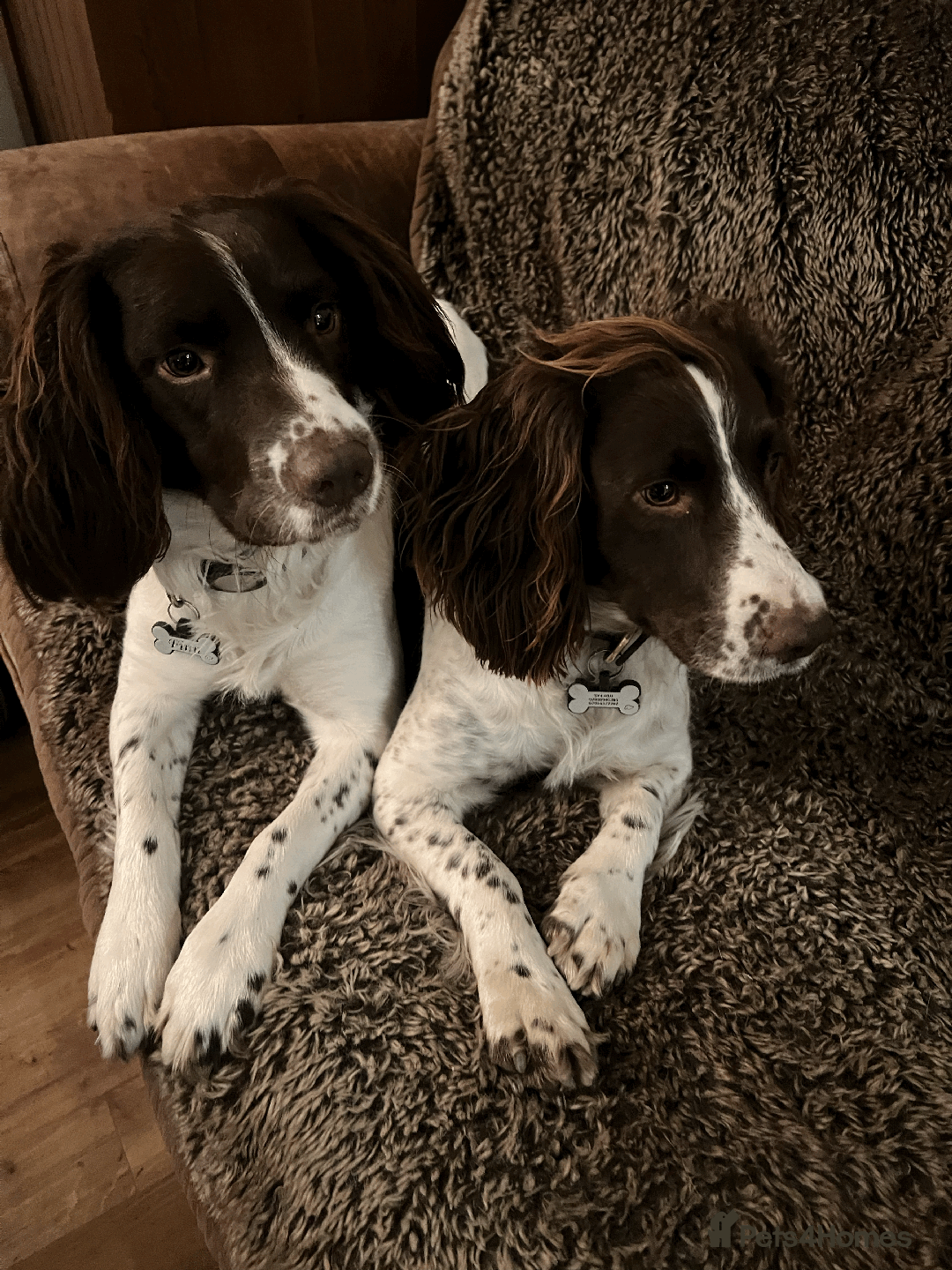English Springer Spaniel dogs for sale: KC English Springer Spaniel Pups - Advert 5
