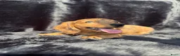 Miniature Dachshund dogs for sale: Adorable miniature dachshund puppies  - Advert 8