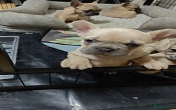French Bulldog dogs for sale: Unique and Beautiful French bulldogs puppies  - Image 7