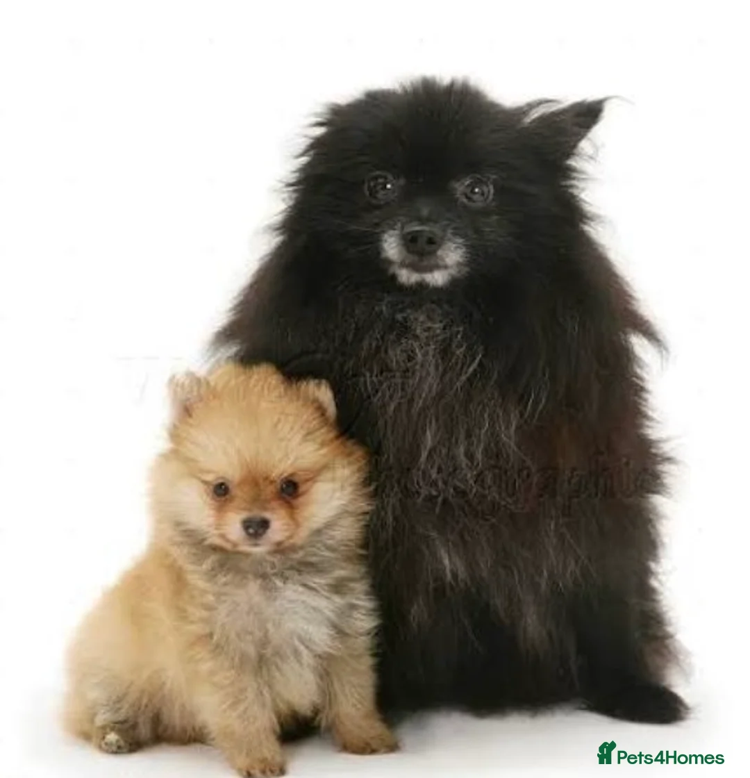 Pomeranian dogs for sale: Pomraian pups in Newport - Advert 1