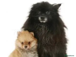 Pomeranian dogs Pomraian pups in Newport - Advert 8