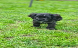 Cocker Spaniel dogs for sale: Show cocker spaniels  - Image 33