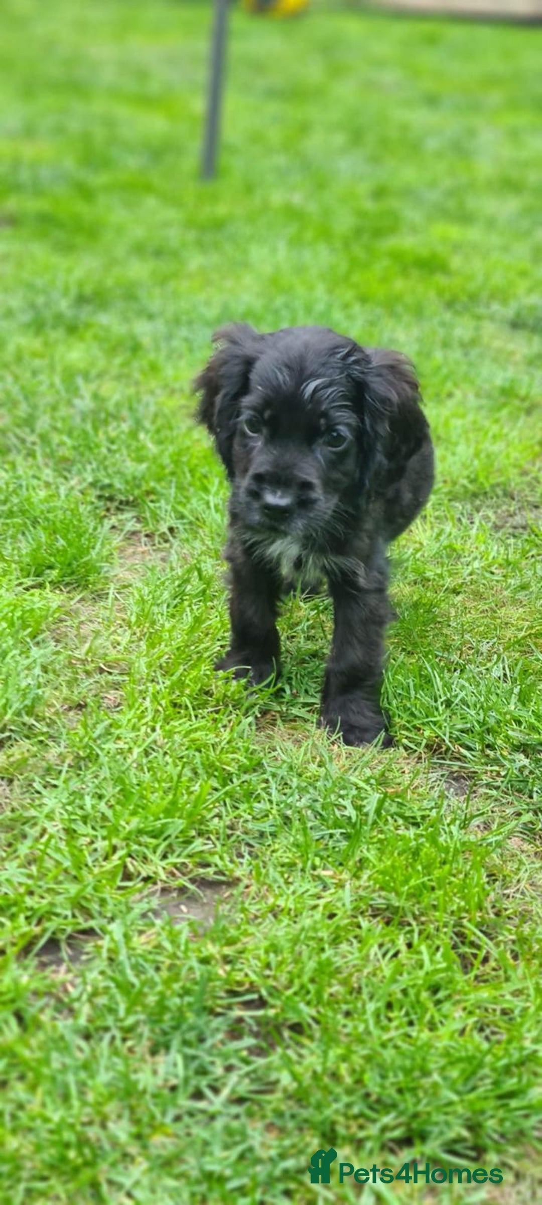 Cocker Spaniel dogs for sale: Show cocker spaniels  - Image 33